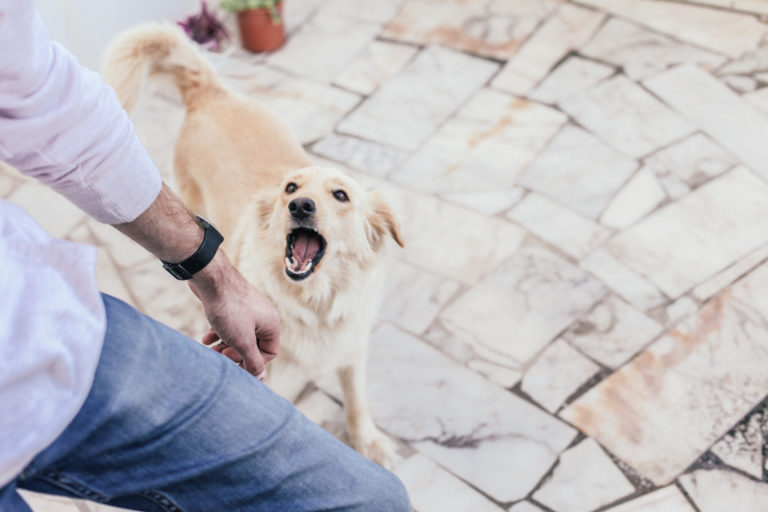 Jacksonville dog bite lawyer near me